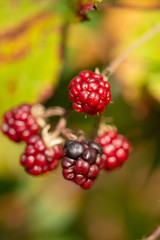 Nature food - blackberries bunch on a farm