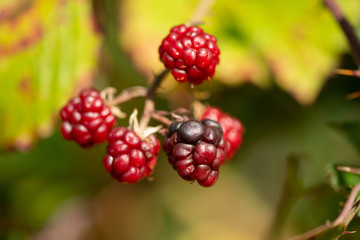 Nature food - blackberries bunch on a farm