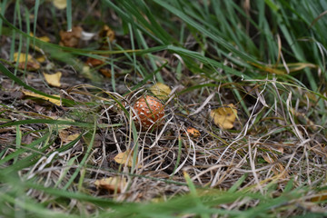 Pilze sammeln, Herbst, Tharandter Wald