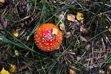 Pilze sammeln, Herbst, Tharandter Wald