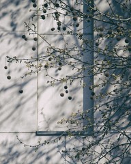 Stone and Tree Detail
