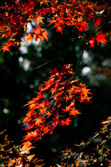  autumn leaf nature background