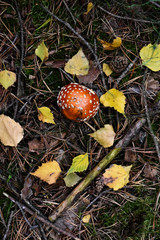 Pilze sammeln, Herbst, Tharandter Wald
