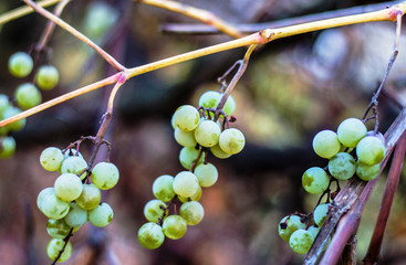 Three clusters of ripe grapes on a branch close-up.