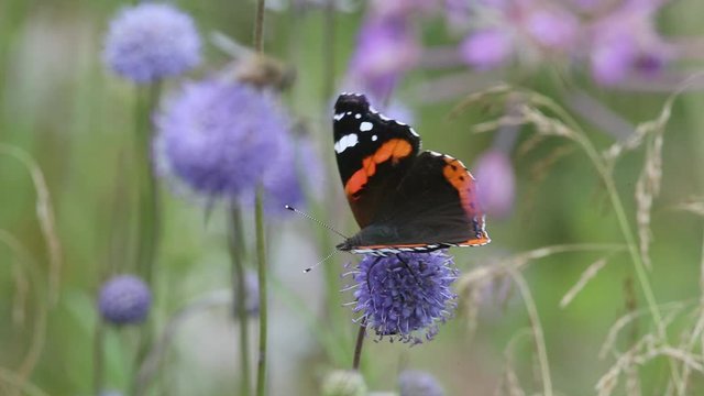 Butterfly Red Admiral (Vanessa atalanta) shows off its beautiful wings. Butterfly collects nectar on a purple meadow flower