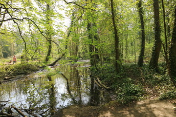 river in forest