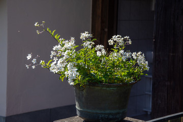 white Flowers in pot