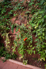 ripe tomatoes on green branch
