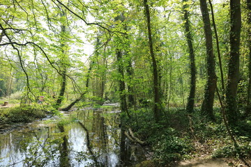 Fototapeta na wymiar river in forest