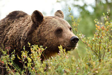 brown bear face closeup. bear portrait.