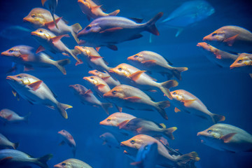 World in the Small Ocean, Osaka, Japan