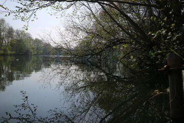 reflection of trees in the water