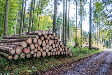 Frisch gef&auml;llte Baumst&auml;mme abfuhrbereit im Wald