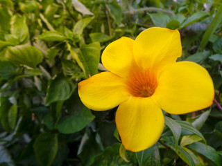 yellow flowers in the garden