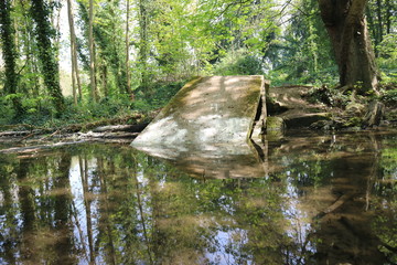 stream in the forest
