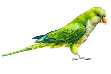 watercolor bird parrot on an isolated white background