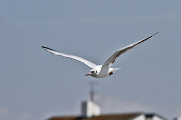 Mouette en vol