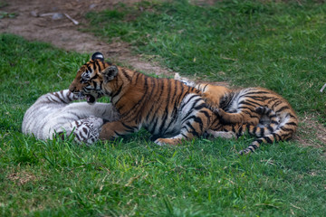 tiger cub playing in the jungle