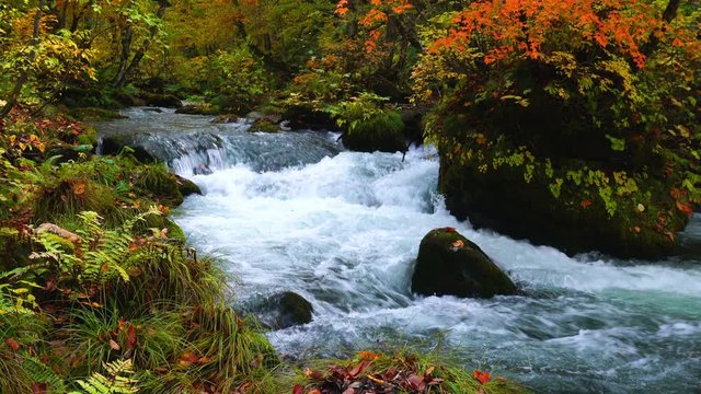 Beautiful view of Oirase mountain stream at Aomori, Japan in autumn with the fall of dry leaves to the ground and the flow of clear cold water.