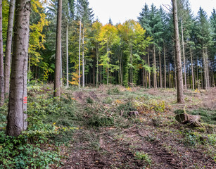 Abholzung im Mischwald