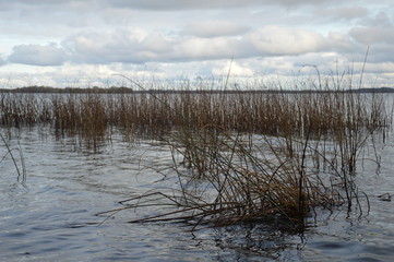 Schilf am See