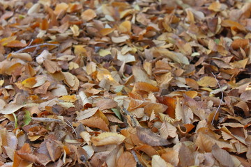 Autumn colors - Fallen leaves in the park close-up