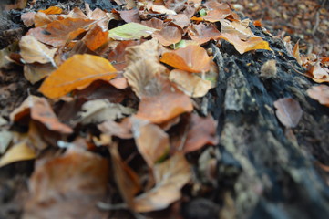 Laub im Herbst