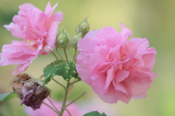 Confederate Rose Flower hibiscus mutabilis. Autumn flowers series, © Seaonweb