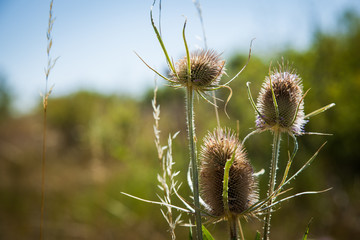 detalle de cardo