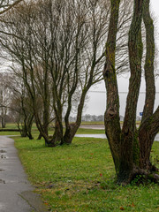 mist landscape with wet and dirty country road, naked tree silhouettes, rainy and misty autumn day