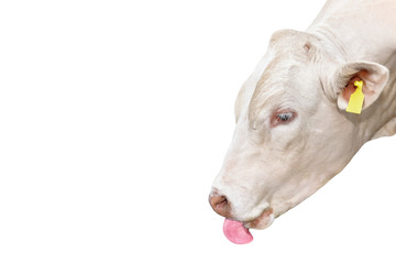 Portrait of White Bull isolated on white.