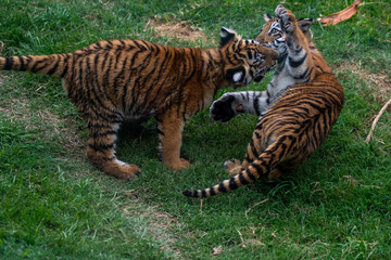 tiger cub playing in the jungle