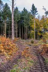 Abholzung im Mischwald