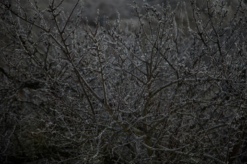 ramas de árboles congeladas