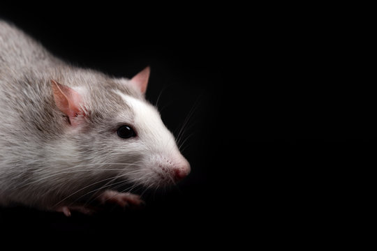 Portrait of young funny gray rat isolated on black background.