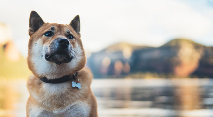  single dog close up walk on background landscape,  tourist red shiba inu leisure on lake, hiker sad pet travel on nature, copy space concept