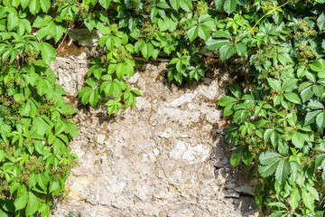 Abstract background wiht stone wall and ivy twigs.