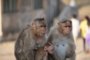 Monkey Family