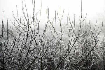 ramas de árboles congeladas