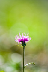 Obraz premium グリーンを背景にしたアザミの花