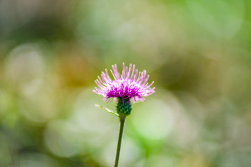 Obraz premium グリーンを背景にしたアザミの花