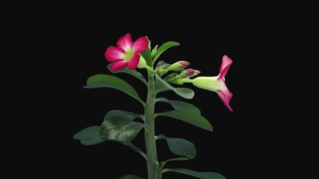 Time-lapse of growing and opening Adenium flower 8c3 in RGB + ALPHA matte format isolated on black background. Other names of Adenium are: Desert rose, Impala lily, Sabi star, Bangkok kalachuchi