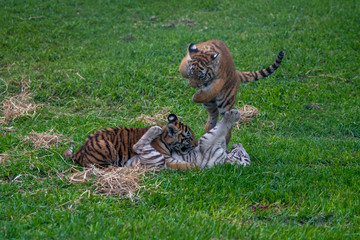 tiger cub playing in the jungle