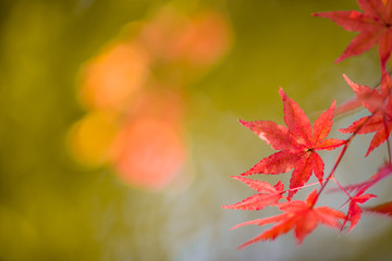 コピースペースを空けた紅葉イメージ