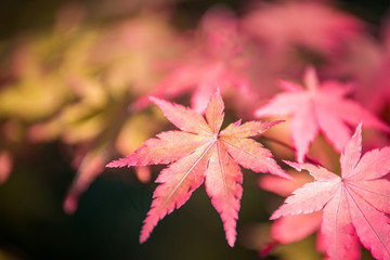 赤く紅葉したモミジの葉のアップ