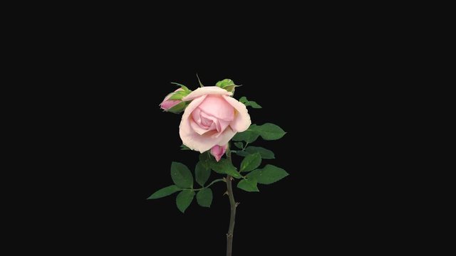 Time-lapse of resurrection pale pink rose Polka 1a4-rev in 4K PNG+ format with ALPHA transparency channel isolated on black background