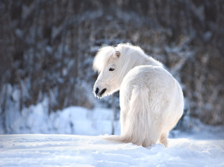 Fototapeta na wymiar white cute shetland pony posing in the snow winter portrait