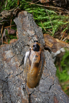 Photo of the giant cockroach Blaberus discoidalis on the bark of a tree and moss.