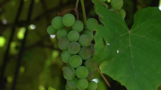 Young green grapes in vineyard gently swinging in the wind. Close up footage with bokeh
