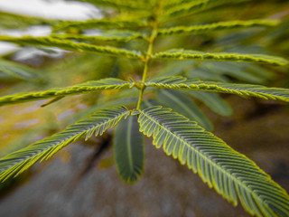 leaf of tree